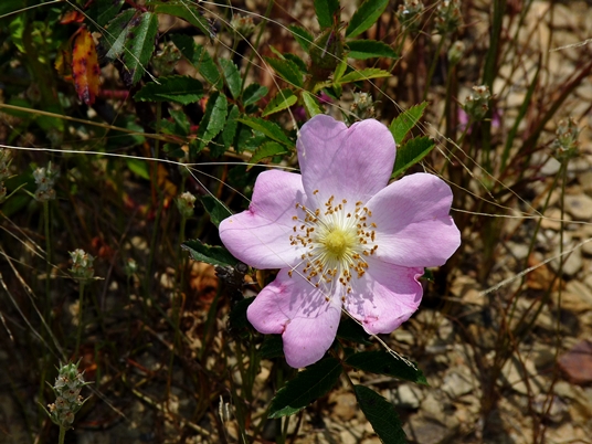 {Rosa carolina}
